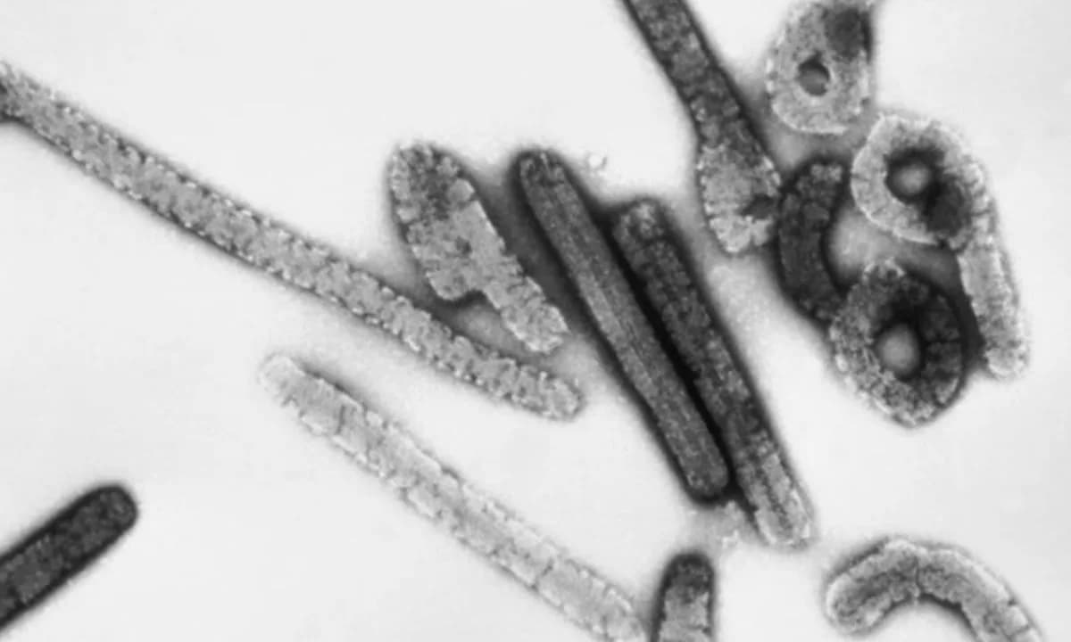 PERIGO: OMS monitora surto de vírus Marbug, entenda