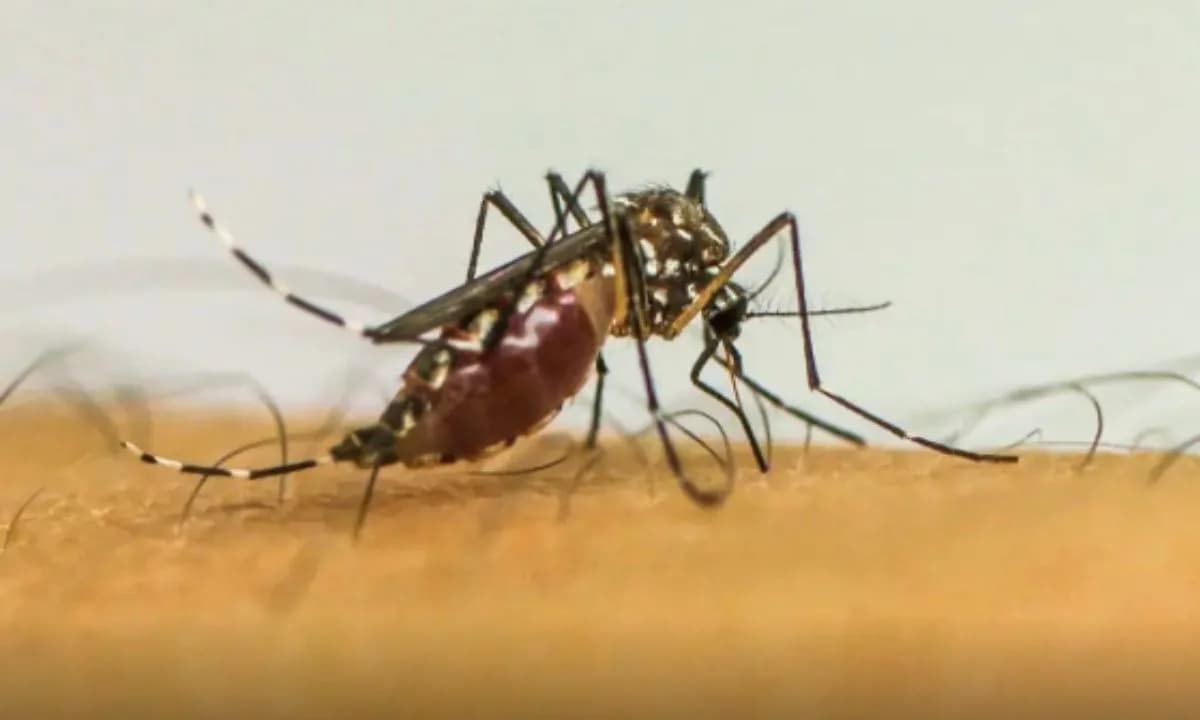 ALERTA: Ministério da Saúde investiga casos de dengue; Amazonas registra 58 diagnósticos