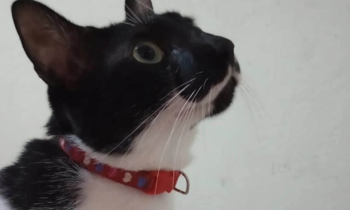 Campanha de vacinação antirrábica para cães e gatos termina no dia 31 de janeiro