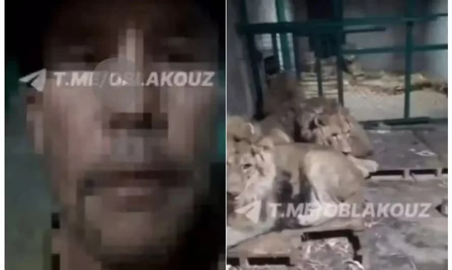 VÍDEO: Tratador filma a própria morte ao ser atacado por leões