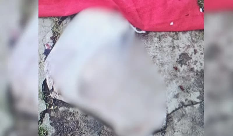 Feto é encontrado em lixeira por funcionários de coleta em Manaus