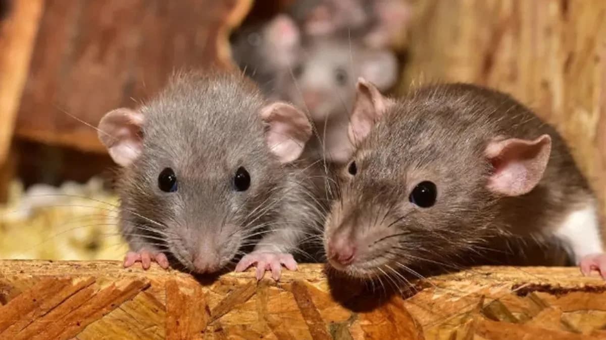 Qual é a cidade do mundo sem ratos? E a com mais roedores? Confira