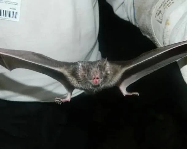 Variante do Coronavírus causadora do Mers é encontrada na America do Sul