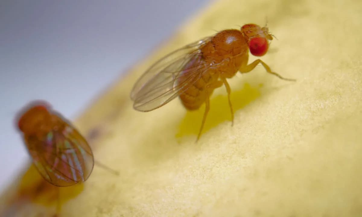 Casos de “virose da mosca” crescem em Fortaleza; saiba mais