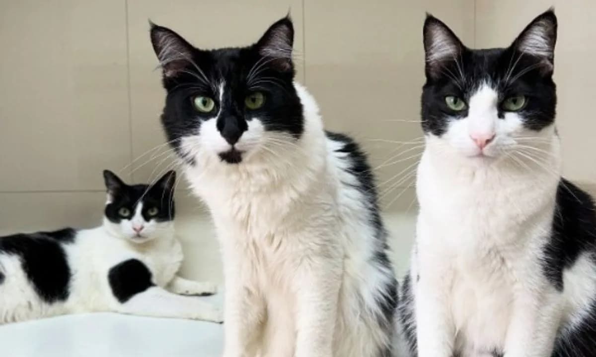 Gatos gostam de seus donos? Conheça os principais sinais de que seu gatinho te ama