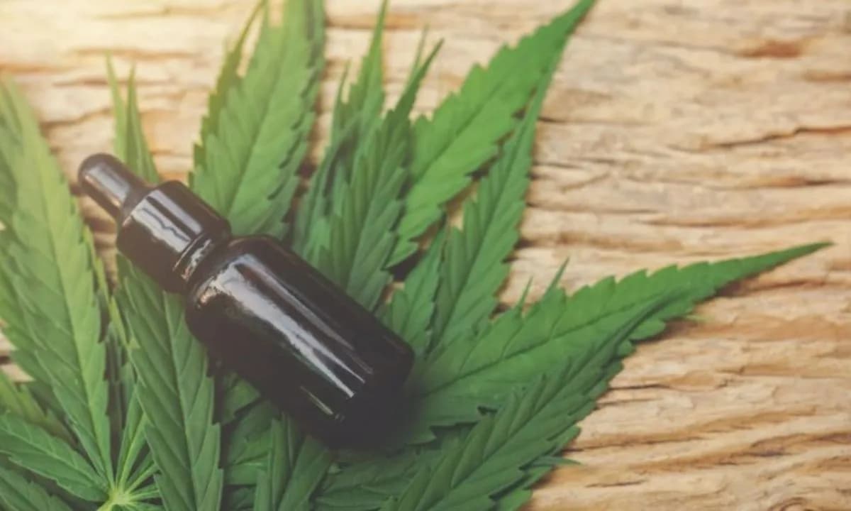 STJ rejeita pedido de aumento do prazo para regulamentação de maconha para fins medicinais