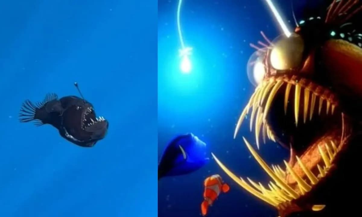 Incrível! Peixe &#8220;diabo negro&#8221; é visto  à luz do dia; VEJA VÍDEO