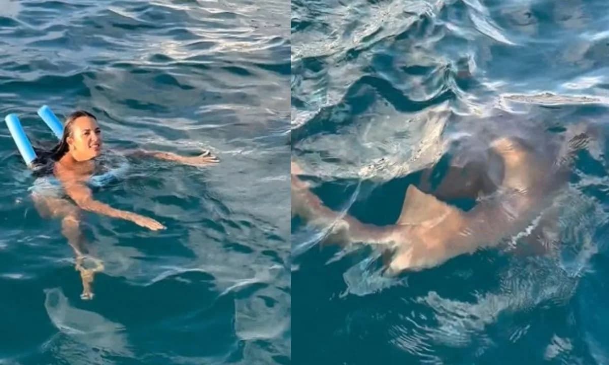 VÍDEO: Turista se assusta e chuta tubarão em Noronha: “Eu bati nele”