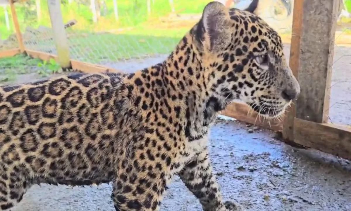 Onça Golias: filhote tem transferência cancelada devido a questões burocráticas