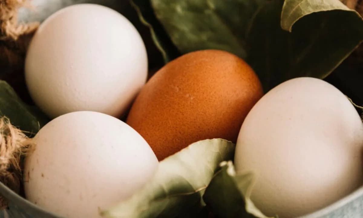 Preço dos ovos dispara e preocupa consumidores e varejista