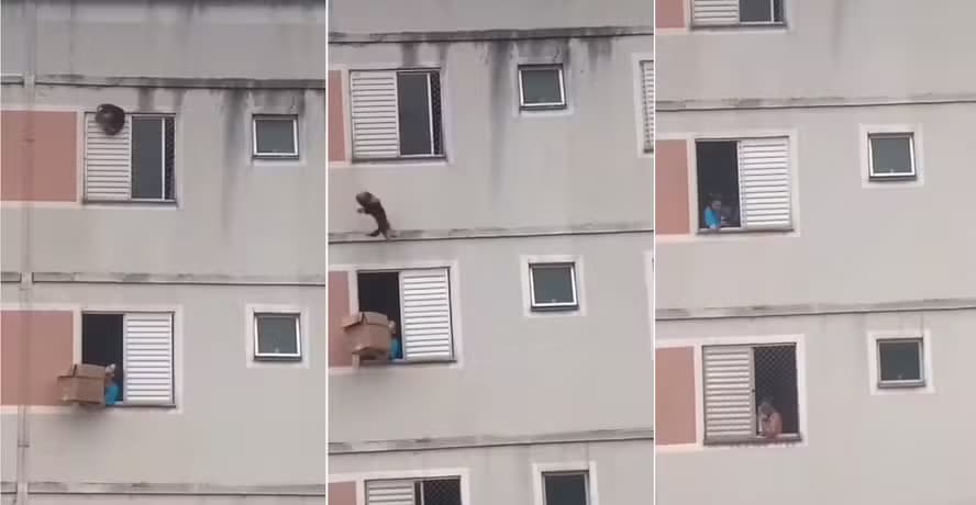 VÍDEO: Mulher salva cachorro pendurado em janela de prédio, em SP