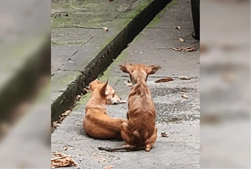Cães são encontrados em situação de maus-tratos no bairro Cachoeirinha; um homem foi preso