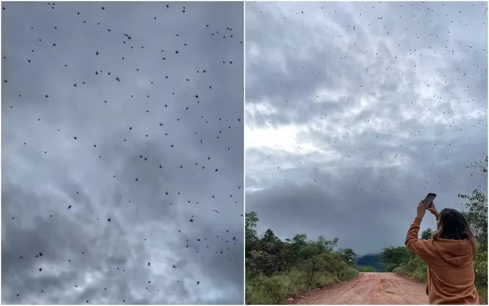 VÍDEO: “Chuva de aranhas” em MG viraliza na internet; entenda o fenômeno