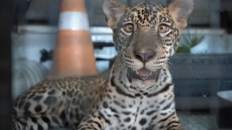 Filhote de onça é devolvido à família pela polícia no AM; entenda