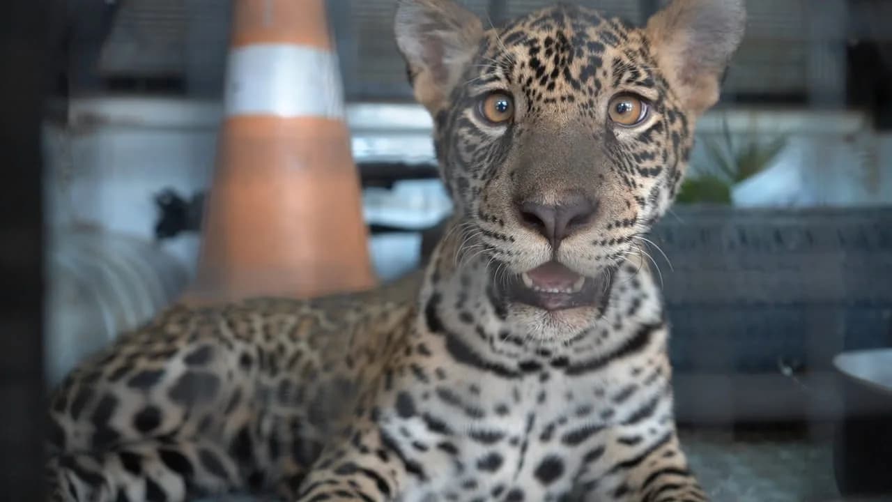 Filhote de onça-pintada é resgatado de família em Santo Antônio do Içá