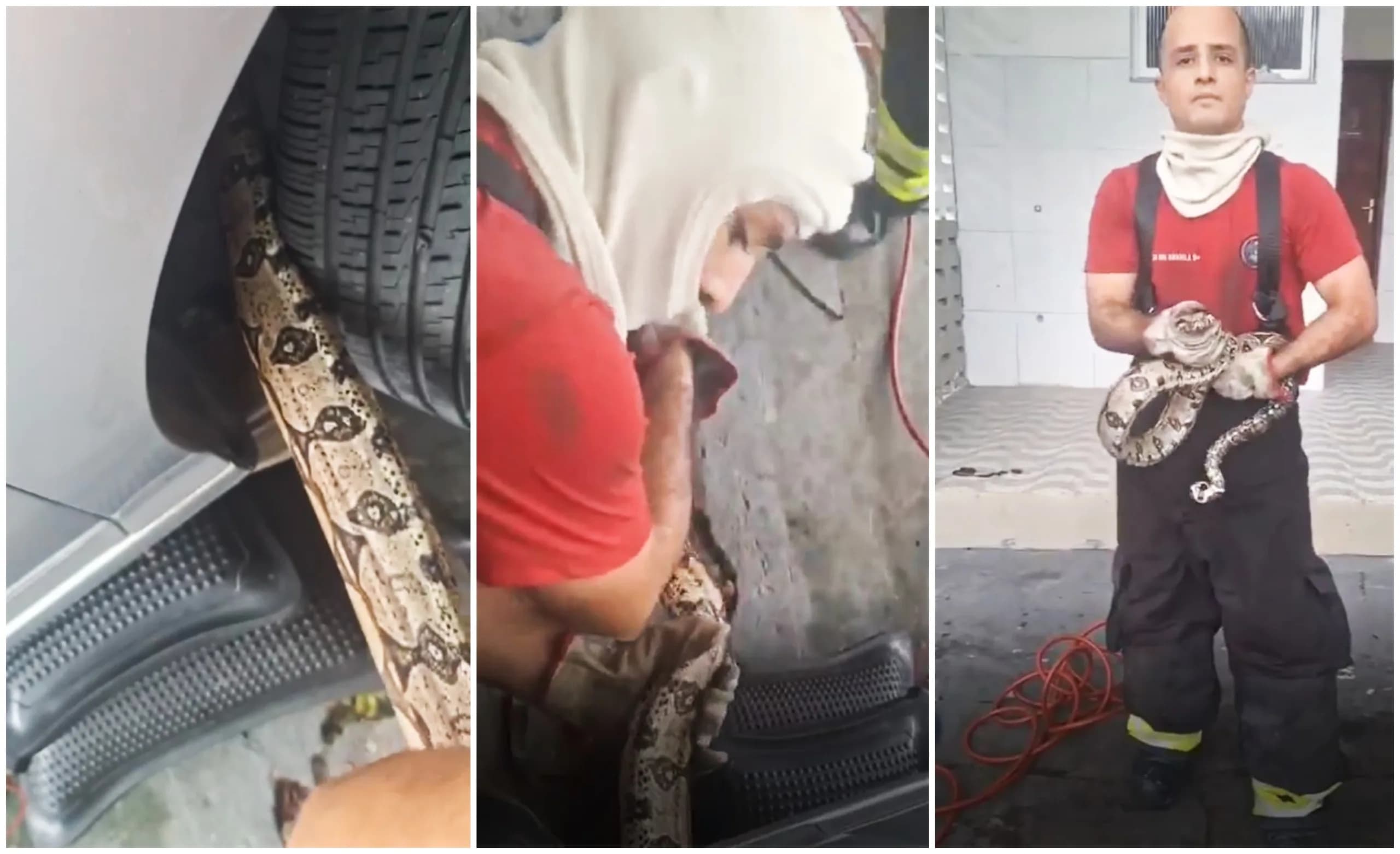 Vídeo: Jiboia é capturada de dentro do motor de carro, no Mauzinho, em Manaus