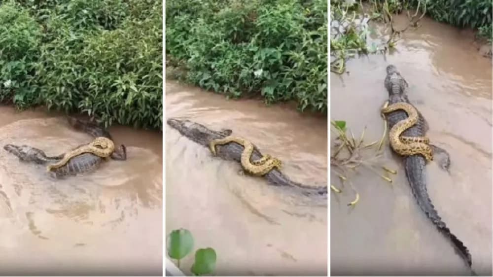 VÍDEO: Sucuri é flagrada de carona com jacaré no pantanal
