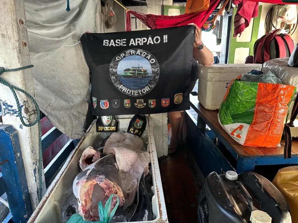 Defeso: mais de meia tonelada de pirarucu é apreendida em Barcelos