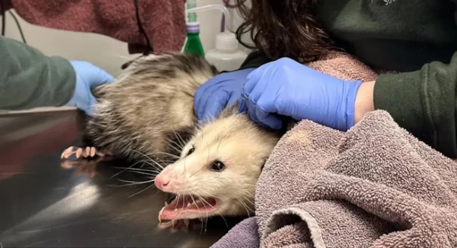 Gambá come bolo de chocolate inteiro e reação diverte a web