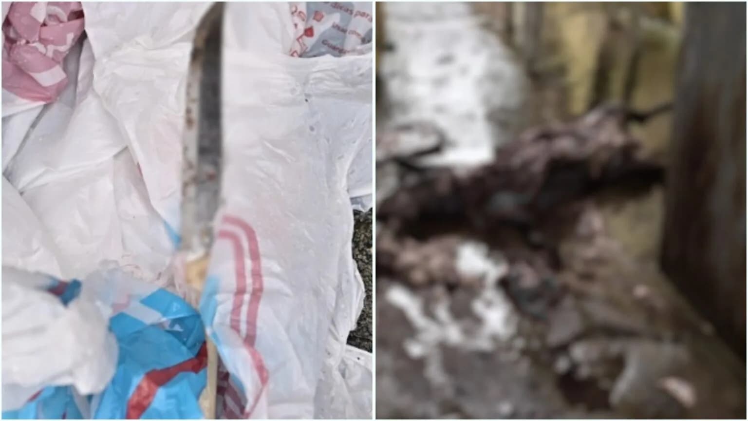 Crueldade: homem mata cachorro, arranca os órgãos e espalha pela casa na zona Norte de Manaus