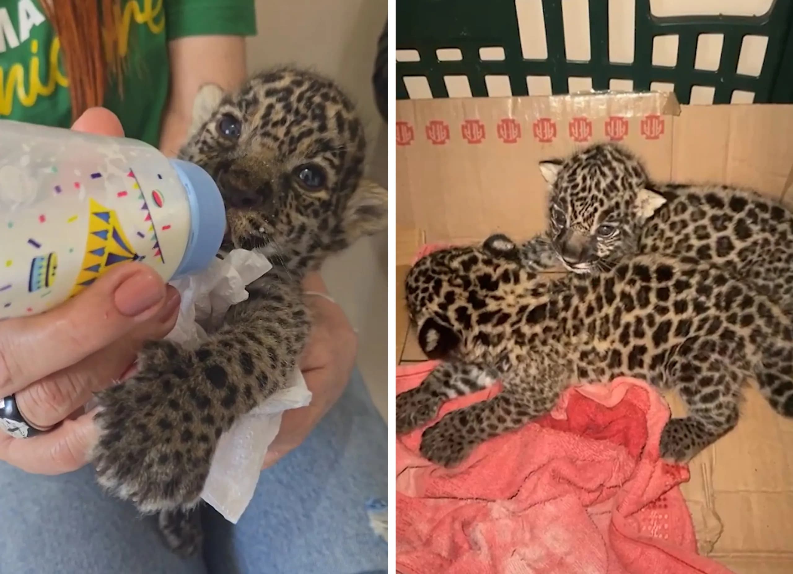 VÍDEO: Filhotes de onça-pintada são resgatados em comunidade ribeirinha de Manicoré