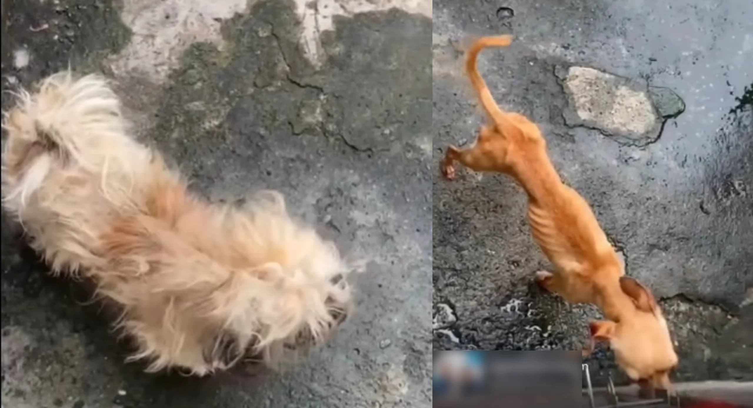 Cachorros são resgatados em situação de maus-tratos no Nova Cidade, em Manaus