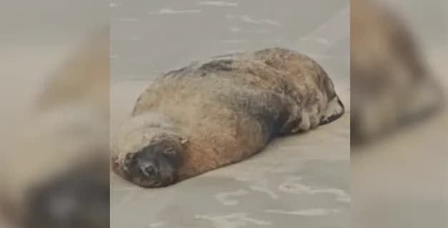VÍDEO: Lobo-marinho encalha em praia de Guarujá, litoral paulista