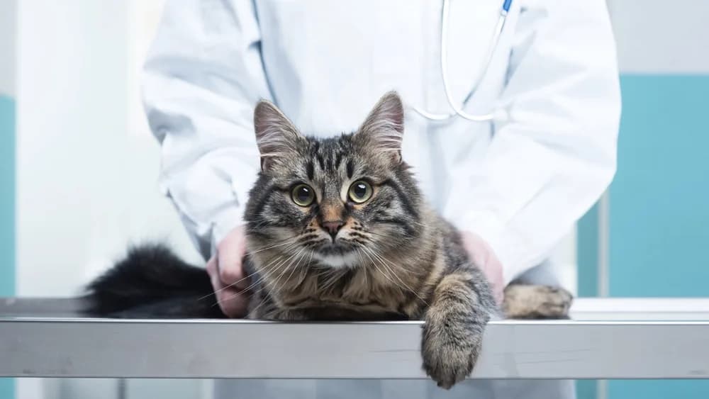 AIDS felina: Conheça os sintomas e os métodos de prevenção