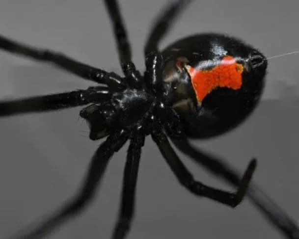 Aracnofobia: conheça as aranhas mais venenosas do Brasil e seus perigos