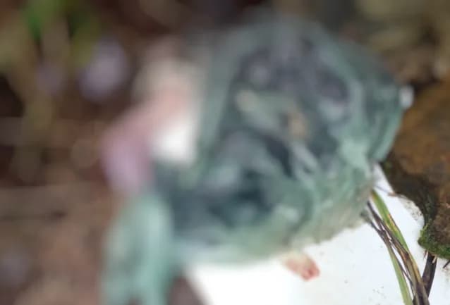 IMAGEM FORTE: Bebê recém-nascido é encontrado morto no meio do lixo em Manaus