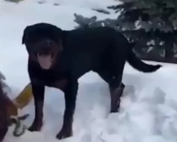 VÍDEO: Mãe se faz de escudo para proteger filho de ataque de rottweiler