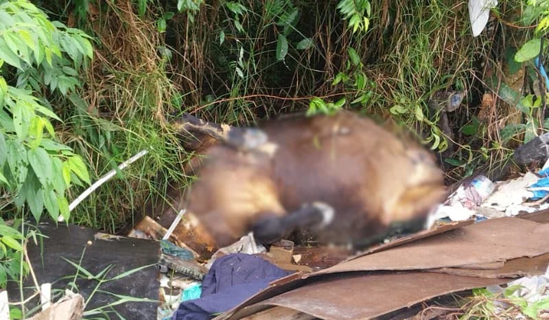 VÍDEO: Cavalos são encontrados mortos em invasão no Distrito Industrial em Manaus