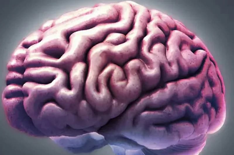 Especialistas alertam para o perigo de bactérias escaparem do intestino e se infiltrarem no cérebro