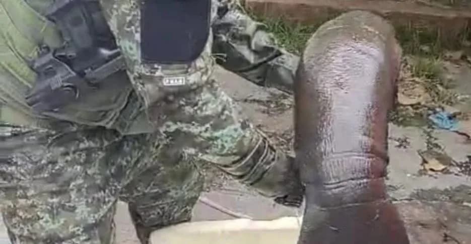 Filhote de peixe-boi é resgatado ao ficar encalhado à margem de rio em Manaus