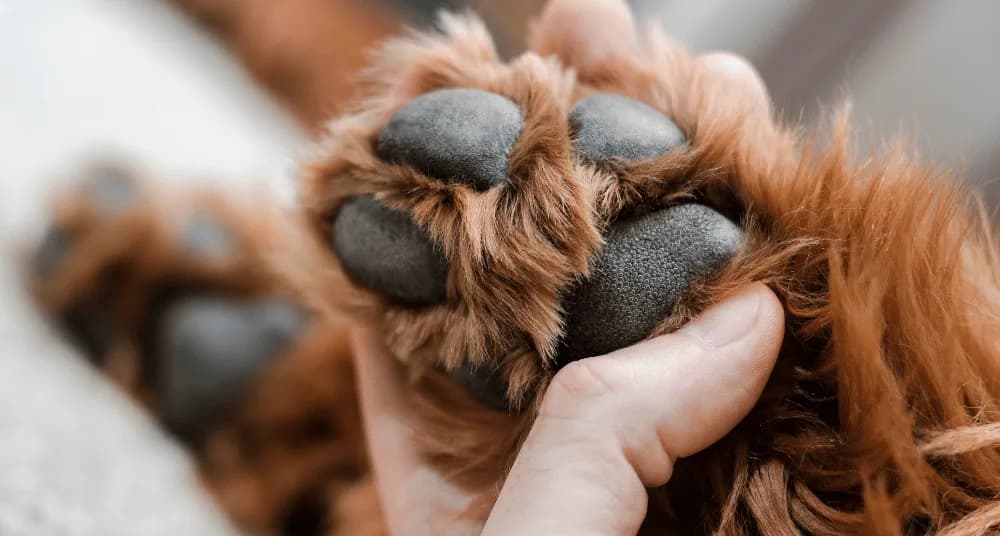 Lambidas nas patas com frequência pode ser um alerta para a saúde do seu cachorro; entenda