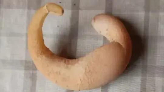 Galinha bota ovo em formato de meia-lua em sítio de MG