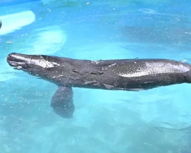 Filhote de peixe-boi é resgatado e transportado para o Amazonas