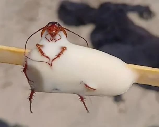 VEJA VÍDEO: Banhista encontra barata dentro de picolé no Rio de Janeiro