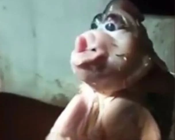 VÍDEO: Filhote de porco nasce com aparência medonha e assusta fazendeiros