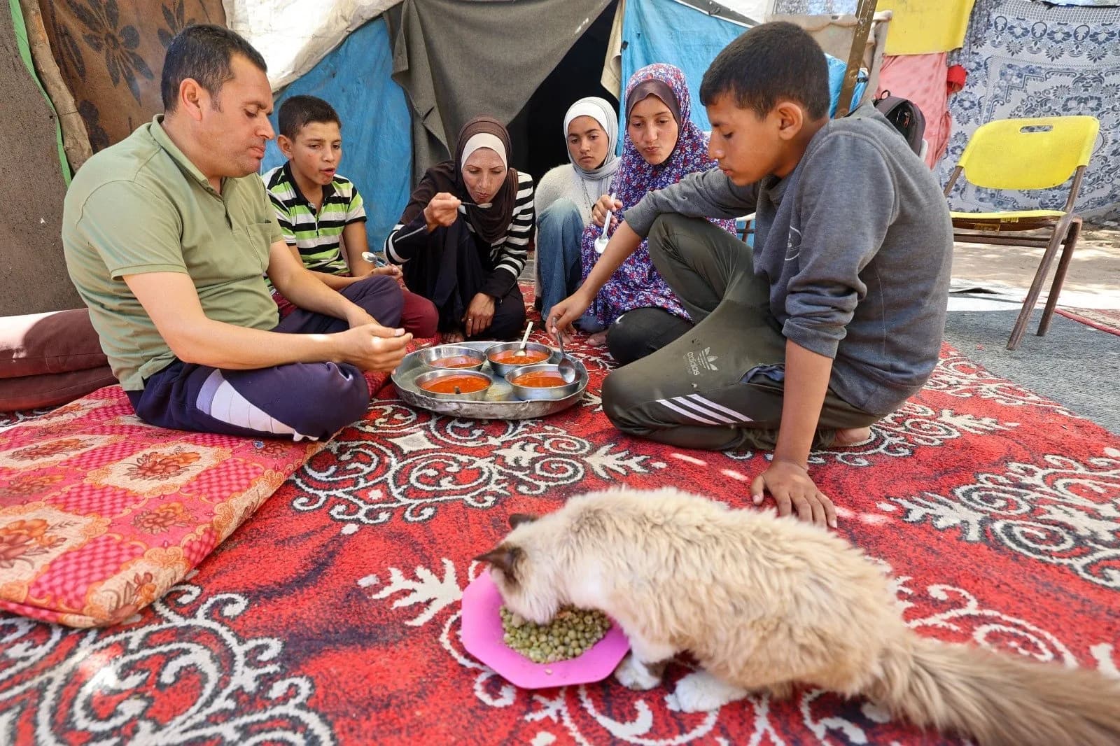 Palestinos comem carne de tartaruga para driblar a fome na Faixa de Gaza