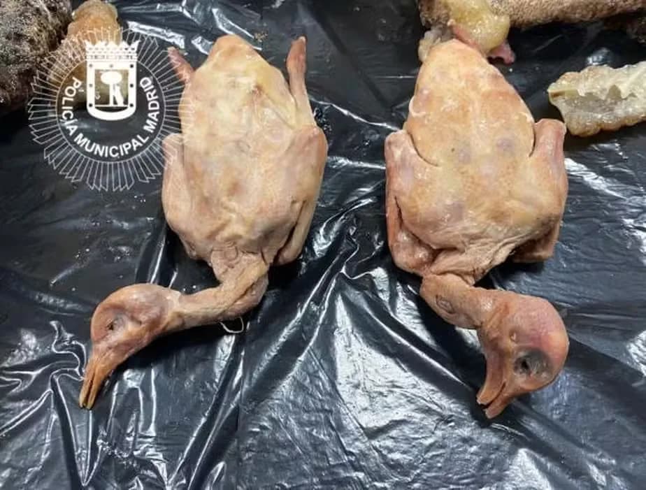 “Restaurante do terror”, que vendia pombo como se fosse pato, e carne podre, é fechado na Espanha