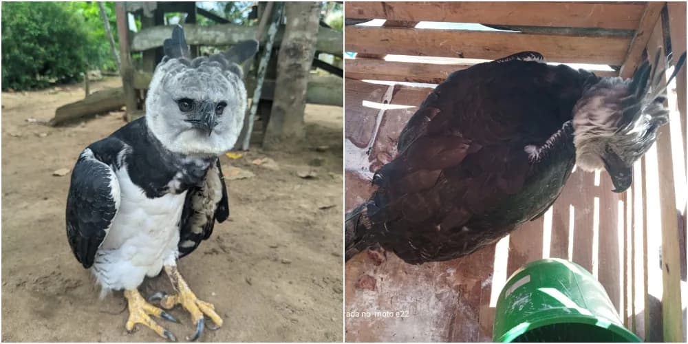 VÍDEO: Gavião-real é resgatado pelo Ibama em Barreirinha: ave estava com pata fraturada