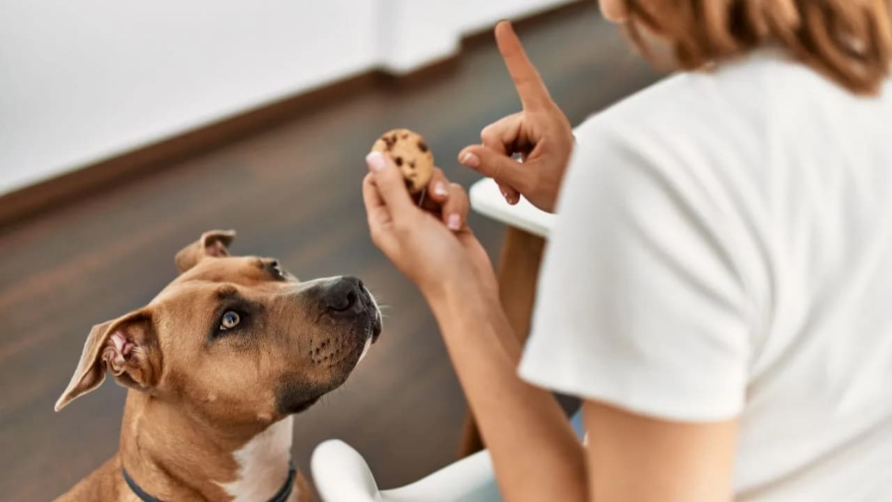 Conheça 5 alimentos que podem ser fatais para o seu cachorro