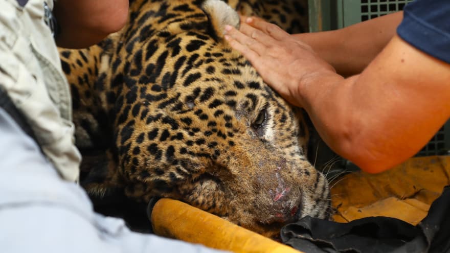 Onça que devorou caseiro de 60 anos no Pantanal está em estado de saúde grave; veja