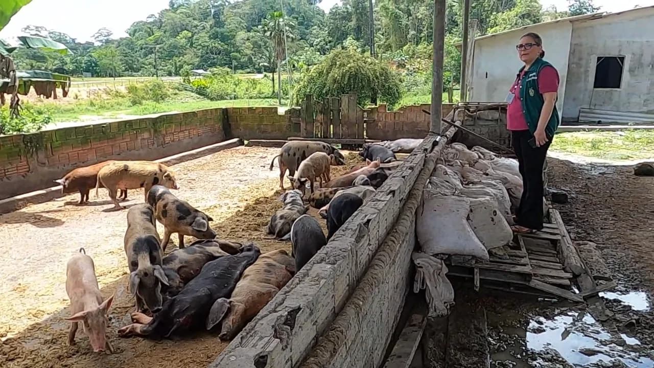 Criador de porcos é multado em quase R$ 500 mil por crimes ambientais em Manacapuru
