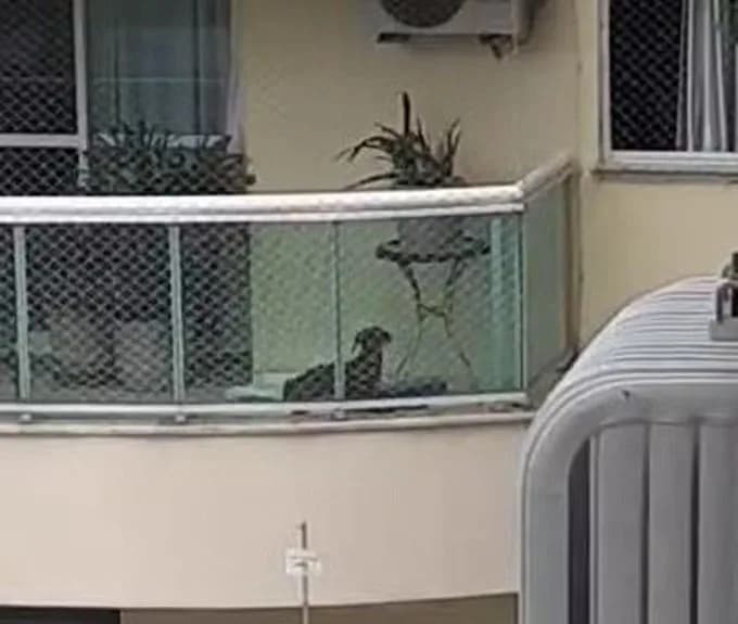 VÍDEO: Advogada espanca cadela com vassouradas em varanda de apartamento no Rio de Janeiro