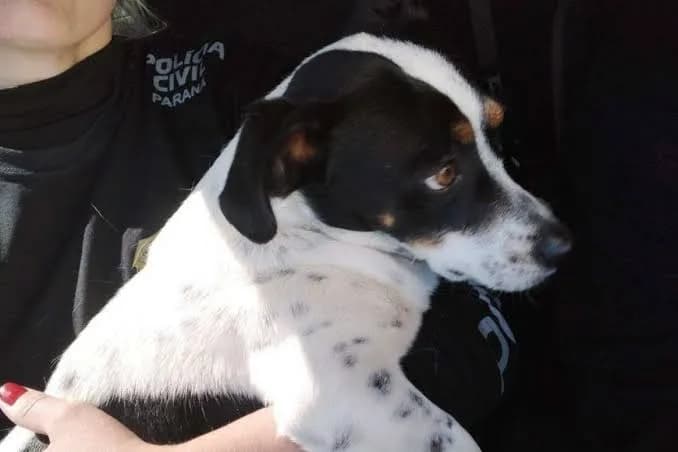 Cachorro Tokinho será indenizado após ganhar processo contra ex-tutor que o agrediu em 2023