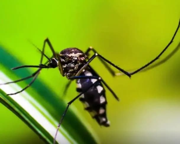 Ministério da Saúde vai solicitar inclusão de vacina contra chikungunya no SUS