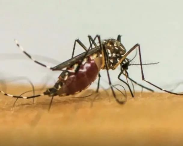 Brasil já ultrapassou 1 milhão de casos de dengue em 2025, segundo Ministério da Saúde