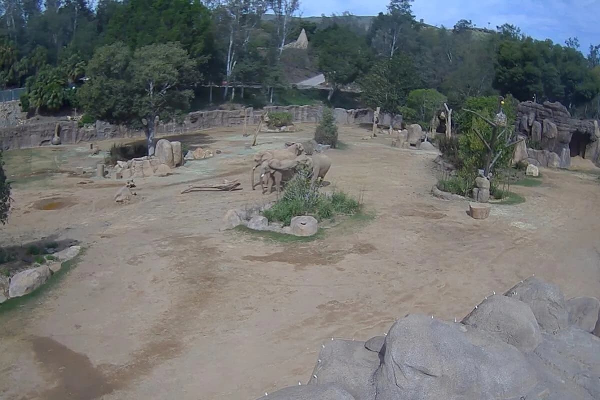 VÍDEO: Elefantes são filmados fazendo círculo para proteger filhotes durante terremoto